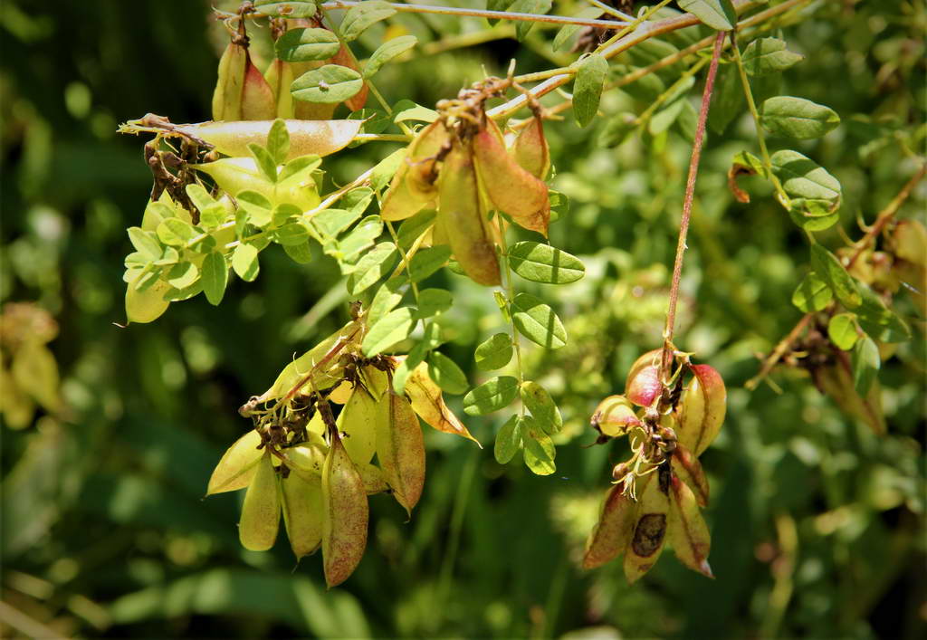 蒙古黄芪(膜荚黄芪)astragalus membranaceus 伊春森林博物馆